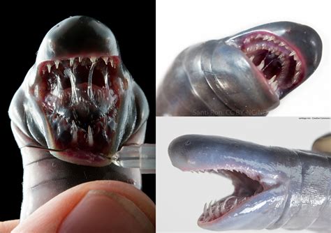 caecilians teeth : r/oddlyterrifying