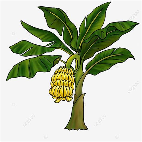 a banana tree with green leaves and yellow fruit hanging from it's ...