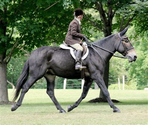 a woman riding on the back of a black horse in a field next to trees