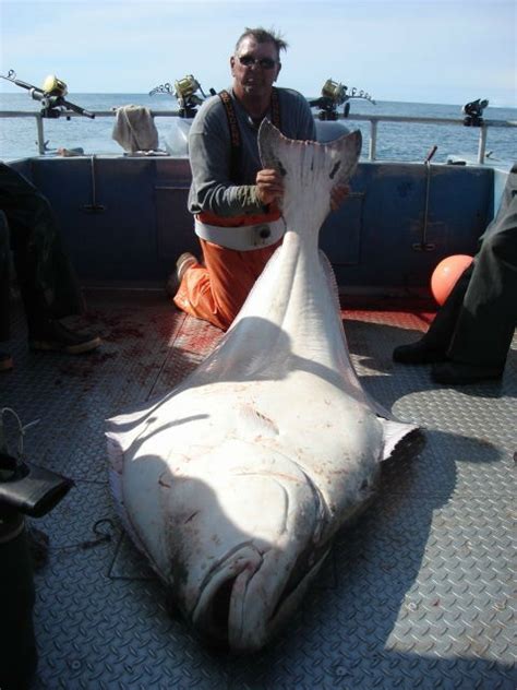 Homer Alaska Halibut Fishing - Homer Alaska Fishing Charters