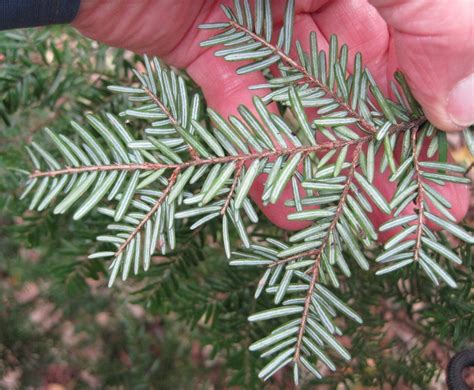 Western Hemlock - Tree Guide UK - Western Hemlock tree identification