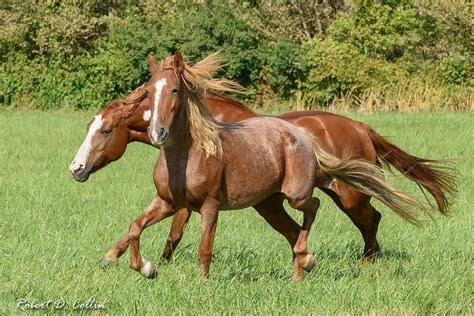 Home - Mustang Sanctuary is a 501(c)3 NFP dedicated to Mustang Adoptions In Edwardsville ...