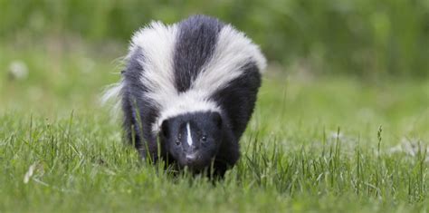 Why Do Skunks Stink? - Varment Guard Wildlife Services