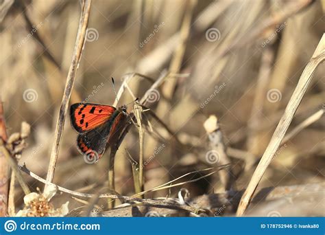 American copper butterfly stock photo. Image of animal - 178752946