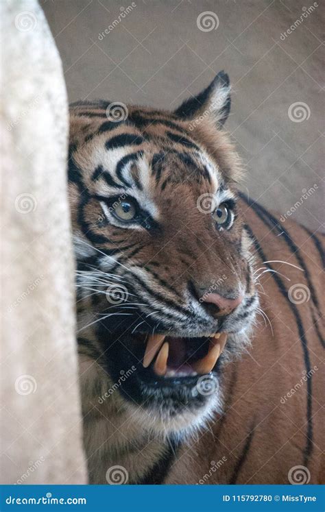 Portrait of a Tiger Growling at Something Stock Photo - Image of bengal, wildcat: 115792780