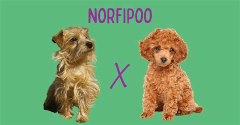 Norfipoo: Meet the Norfolk Terrier Poodle Mix [Guide]