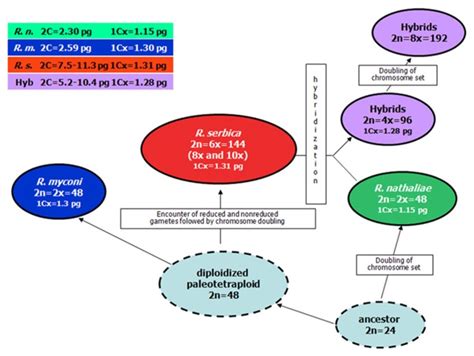 Hypothetical scheme of the evolution of polyploidy in the genus Ramonda ...