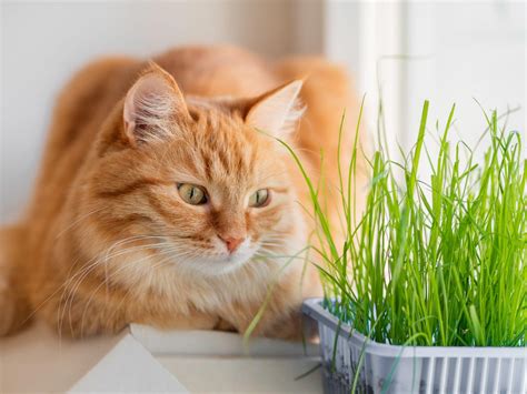 Pet grass | Grow Your Own Kits or Ready Grown