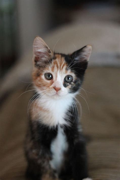 4 Calico Munchkin Cat So Cool ️, calico kitten HD phone wallpaper | Pxfuel