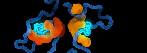 Shaping proteins to understand chaperone-related diseases