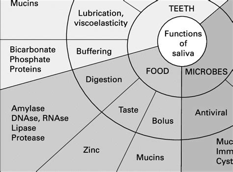 Main functions of saliva in relation to its constituents. | Download Scientific Diagram