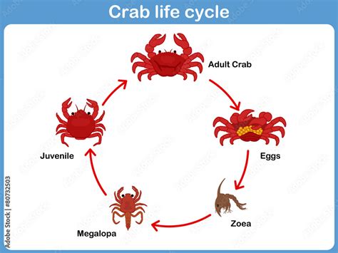 Life Cycle Of A Crab