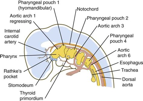 Head and Neck | Basicmedical Key