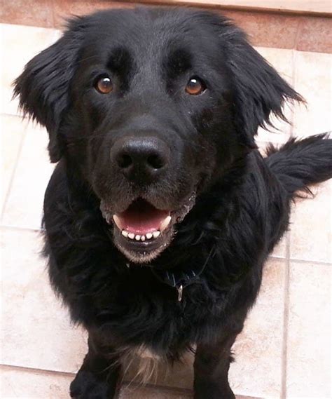 Newfoundland Black Lab Mix Puppies - Puppy And Pets