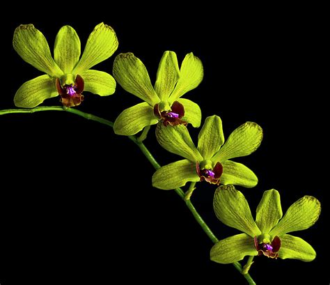 Green Orchids Photograph by Ginger Wakem - Fine Art America