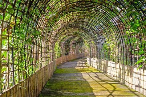 Bamboo Tunnel in the Garden Stock Photo - Image of tunnel, walkway: 133067854