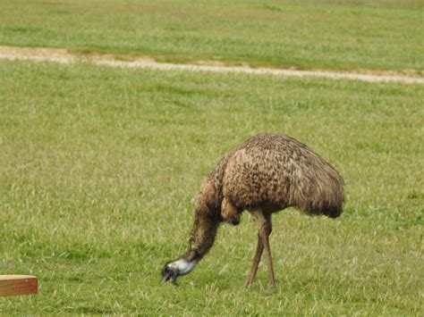 Animals of Monarto Zoo - Trevor's Birding