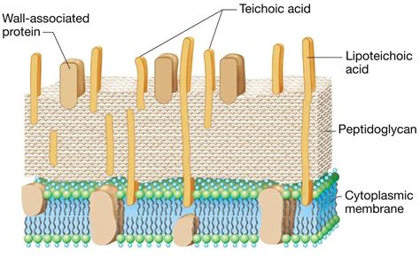 Peptidoglycan: Structure, Function • Microbe Online