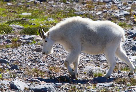 Discover the Largest Forest in Washington State (And the Creatures ...