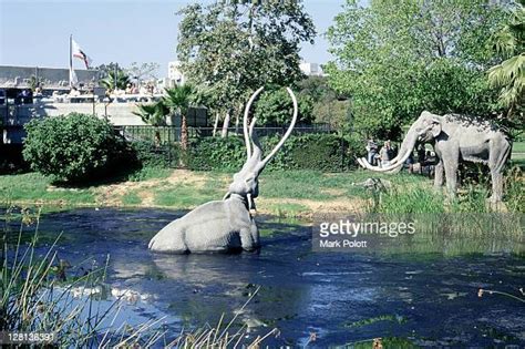 La Brea Tar Pits Museum Photos and Premium High Res Pictures - Getty Images