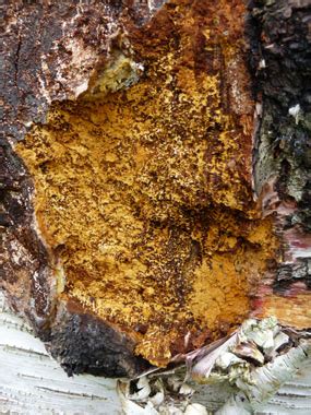 Chaga Identification: Pictures, Habitat, Season & Spore Print | Inonotus obliquus