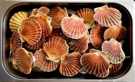 Twenty scallop shells with scallops grouped together Photograph by Gill Copeland