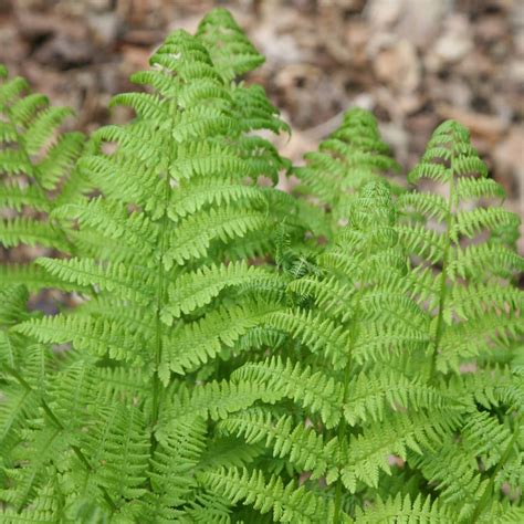 Buy golden male fern ( syn. Dryopteris The King ) Dryopteris affinis Cristata: £8.99 Delivery by ...