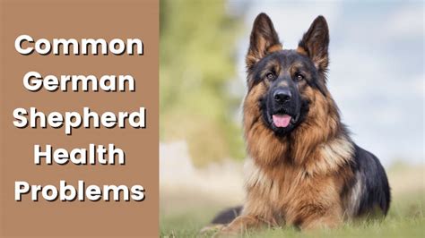 How to Prevent German Shepherd Health Problems