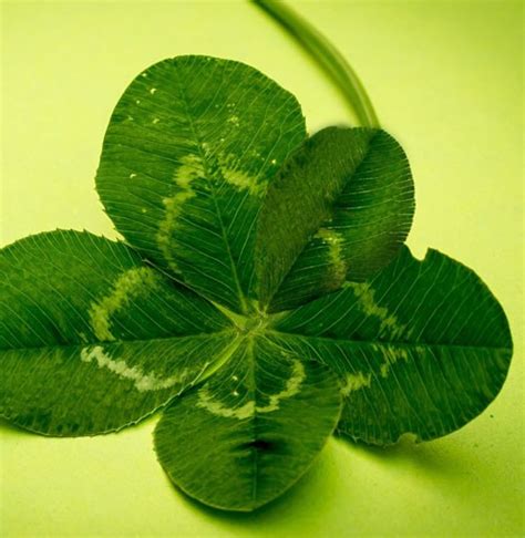 Five Leaf Clover Meaning on Whats-Your-Sign.com