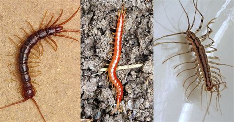 How To Identify A Pacific NW Centipede And Are They Dangerous? - PestLock