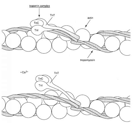3.15: Troponin C - Chemistry LibreTexts