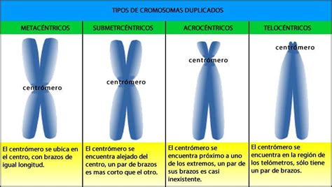 Clasifica los cromosomas por la posición del centrómero - Brainly.lat