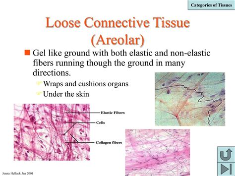 PPT - Animal Tissues PowerPoint Presentation, free download - ID:546273