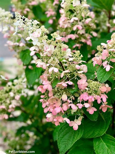 Pinky Winky Hydrangea Care — Your Ultimate Guide | Hydrangea care, Hydrangea not blooming, Bush ...