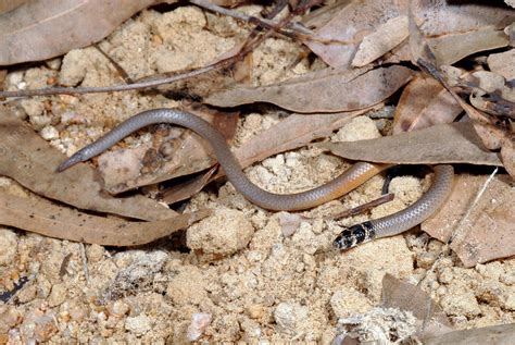 Legless Lizard - Stock Image - C003/9816 - Science Photo Library