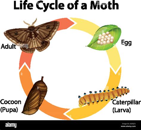 Diagram showing life cycle of moth Stock Vector Image & Art - Alamy