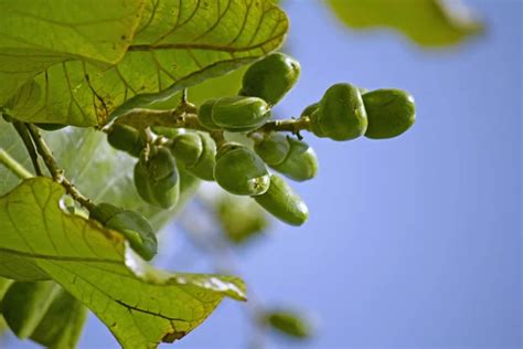 Fruits of Semecarpus anacardium — Stock Photo © yogesh_more #57872989