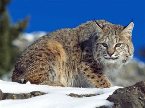 Lynx Wild Cat Wallpaper | Free Cat Downloads