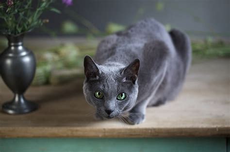 Russian Blue Cat Breed: Size, Appearance & Personality