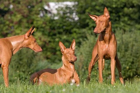 Pharaoh Hound : History, Temperament, Care, Training, Feeding & Pictures