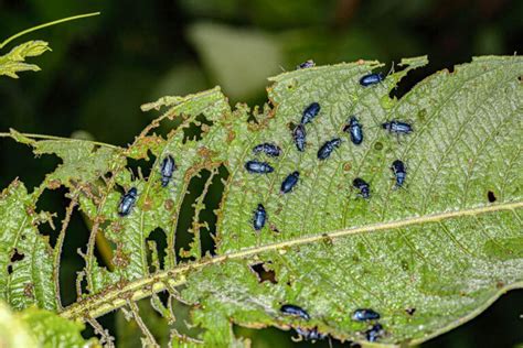 Organic Flea Beetle Control: Methods to Protect Your Garden