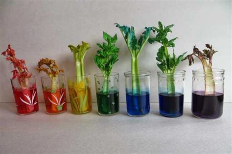 This science experiment with celery and food coloring everyone did : r/nostalgia