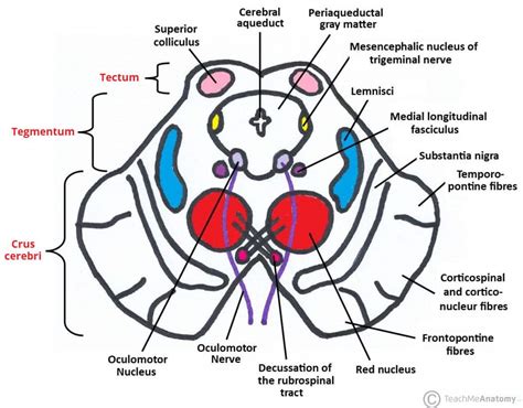 The Midbrain - Colliculi - Peduncles - TeachMeAnatomy