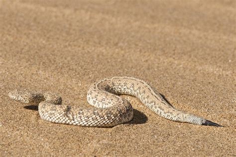 Snake Locomotion | Reptile Shows of New England