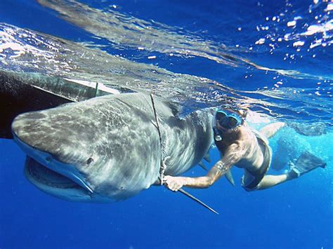 Netflix crew attacked by sharks while filming new Attenborough series - TrendRadars