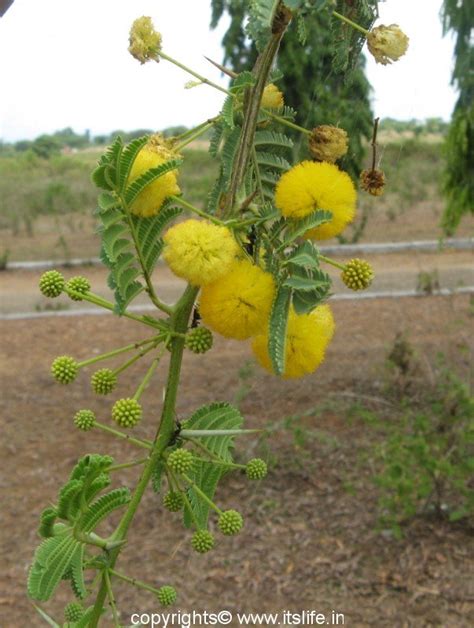 Yellow Mimosa | Flowering Trees | Gardening