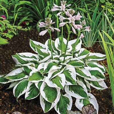 Spring Hill Nurseries Bareroot Patriot Variegated Foliage Hosta at ...