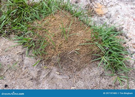 Fire ant hill in the grass stock image. Image of plant - 297197485