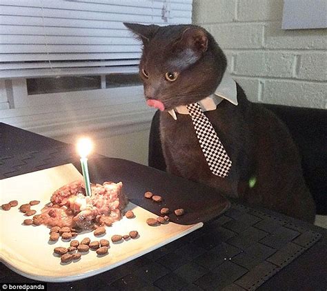 Cute photos of a cat eating a pink birthday cake go viral | Daily Mail ...