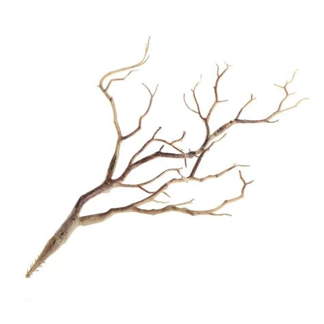 Cheap Decorative Dried Tree Branches, find Decorative Dried Tree ...